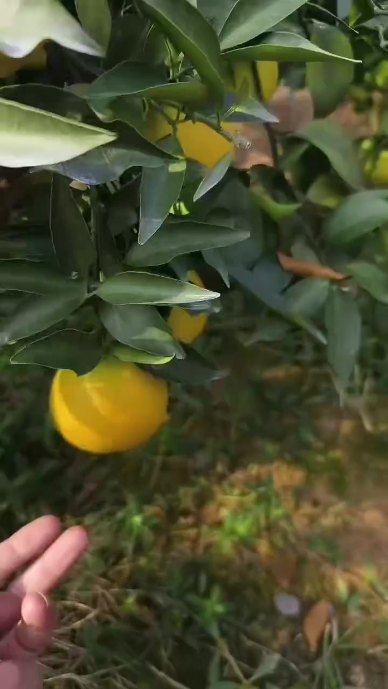 爱媛果冻橙
