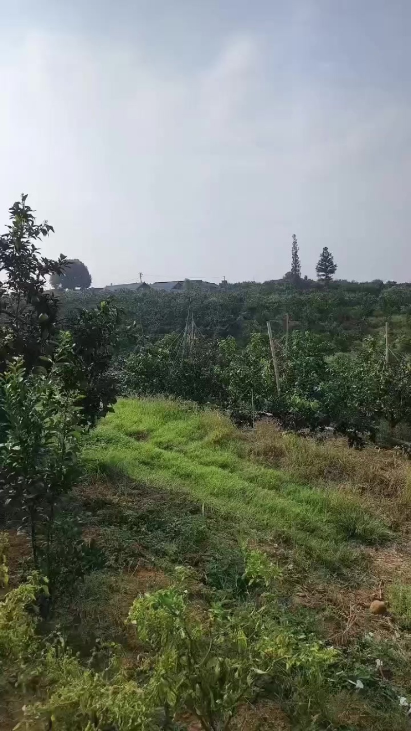 爱媛果冻橙