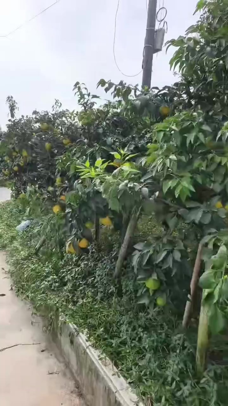 爱媛果冻橙