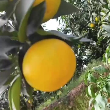 爱媛果冻橙