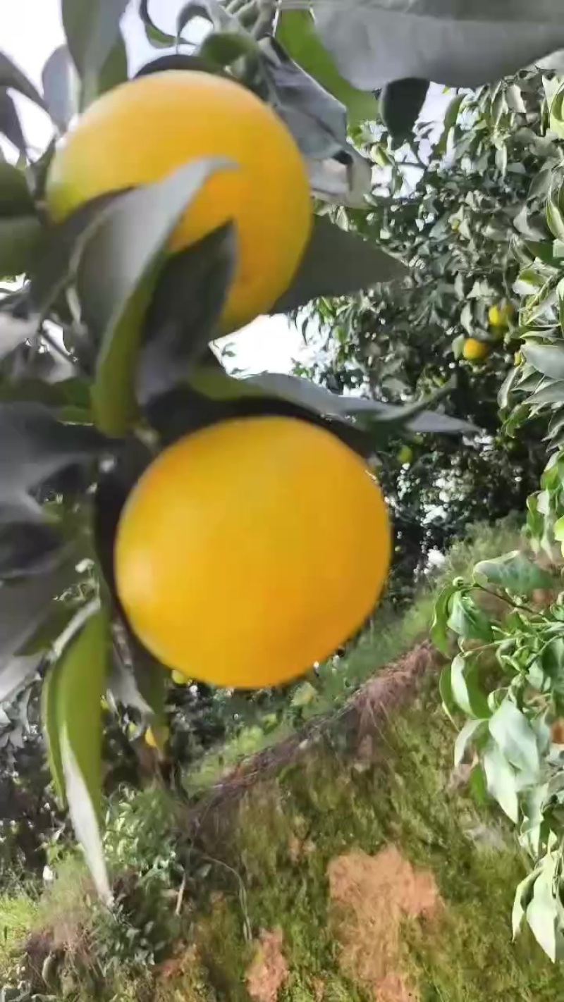 爱媛果冻橙