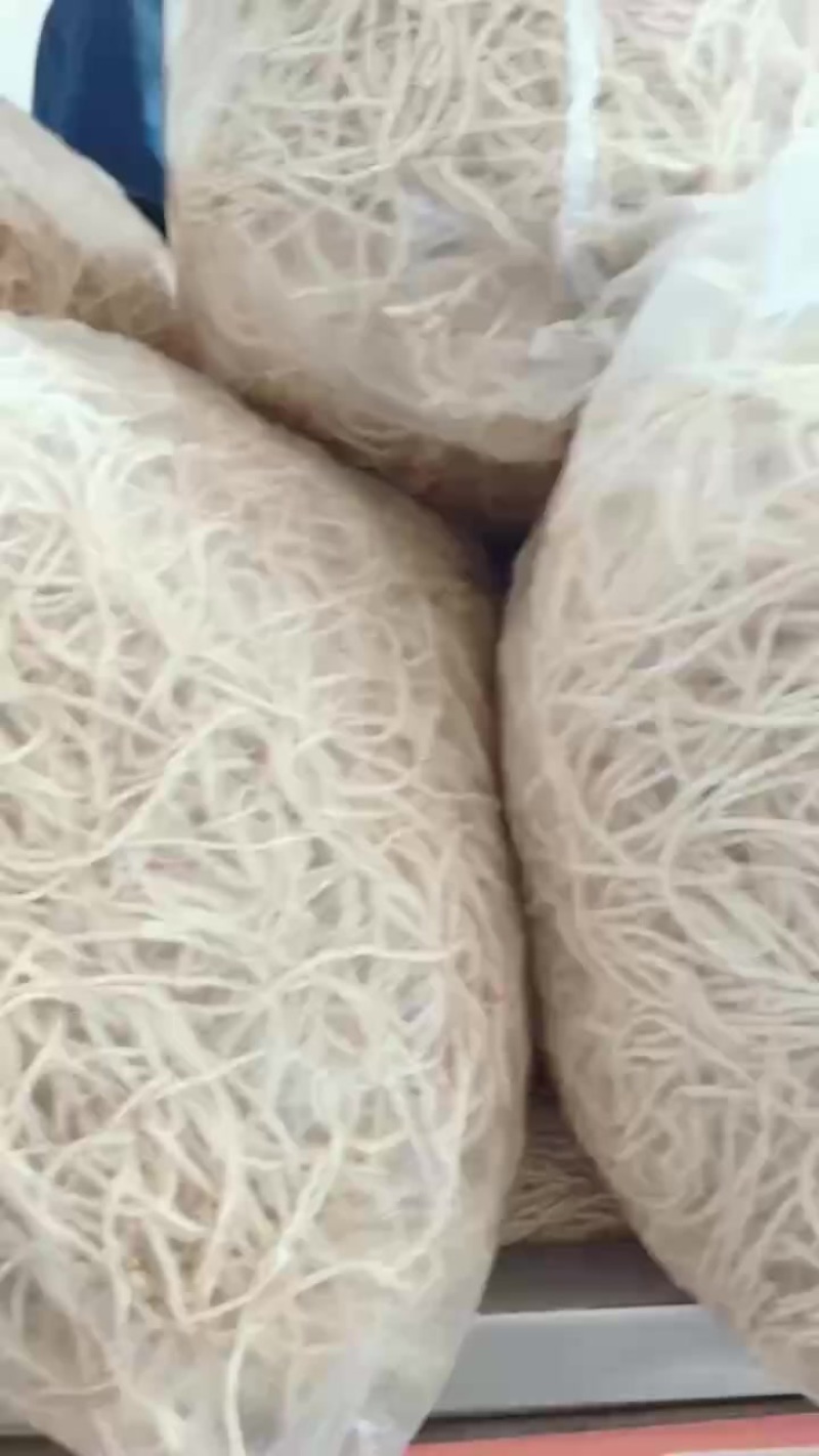 新鲜当阳鱼腥草根，每日1-2万斤水田根质量保证