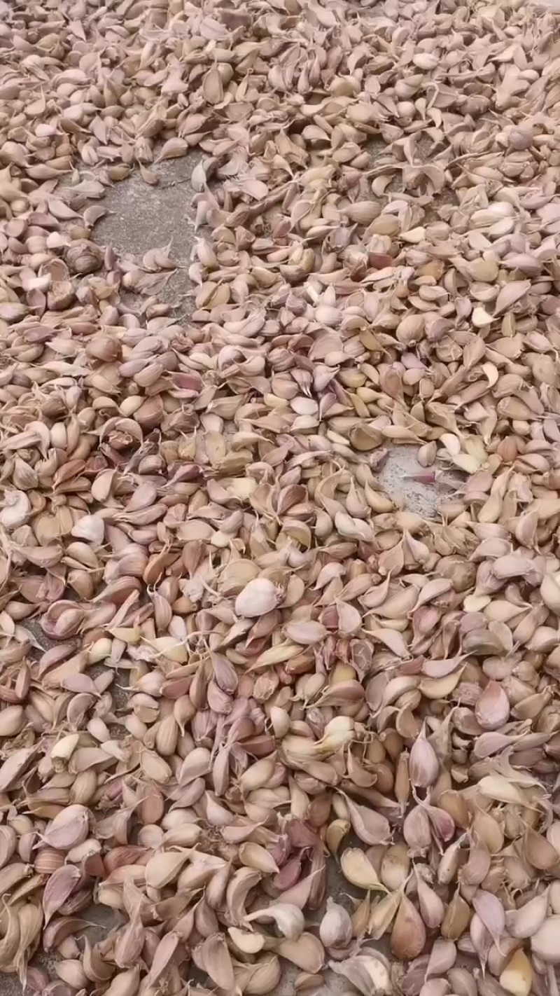紫皮早熟蒜种
