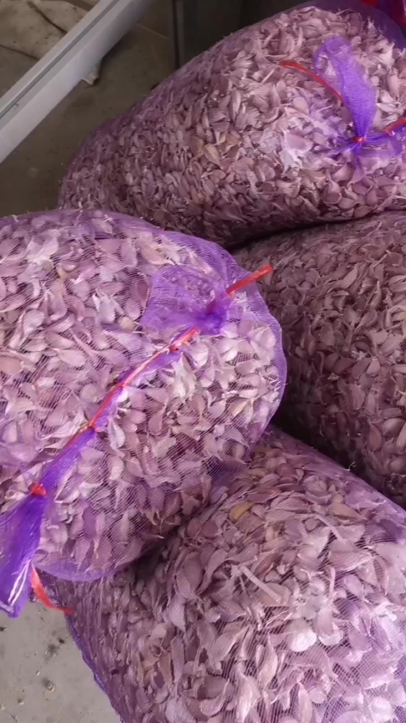 紫皮早熟蒜种