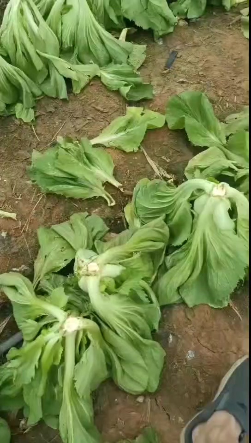 芥菜开始大量上市了，有需要联系