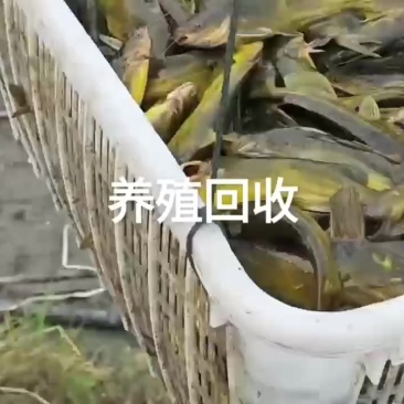 黄骨鱼