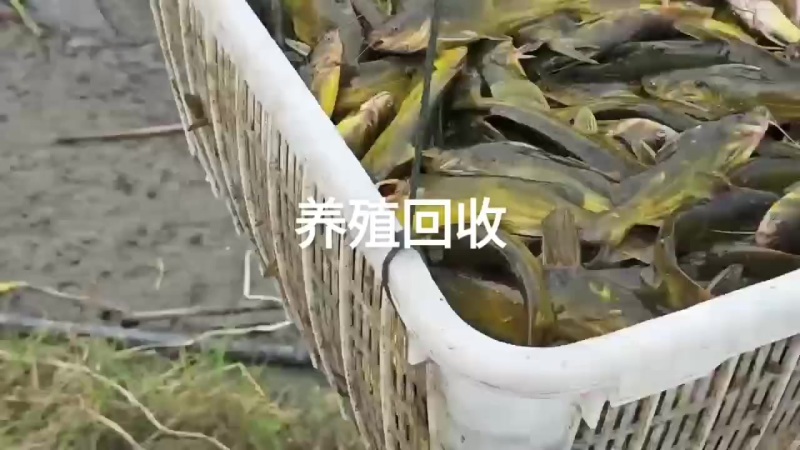 黄骨鱼