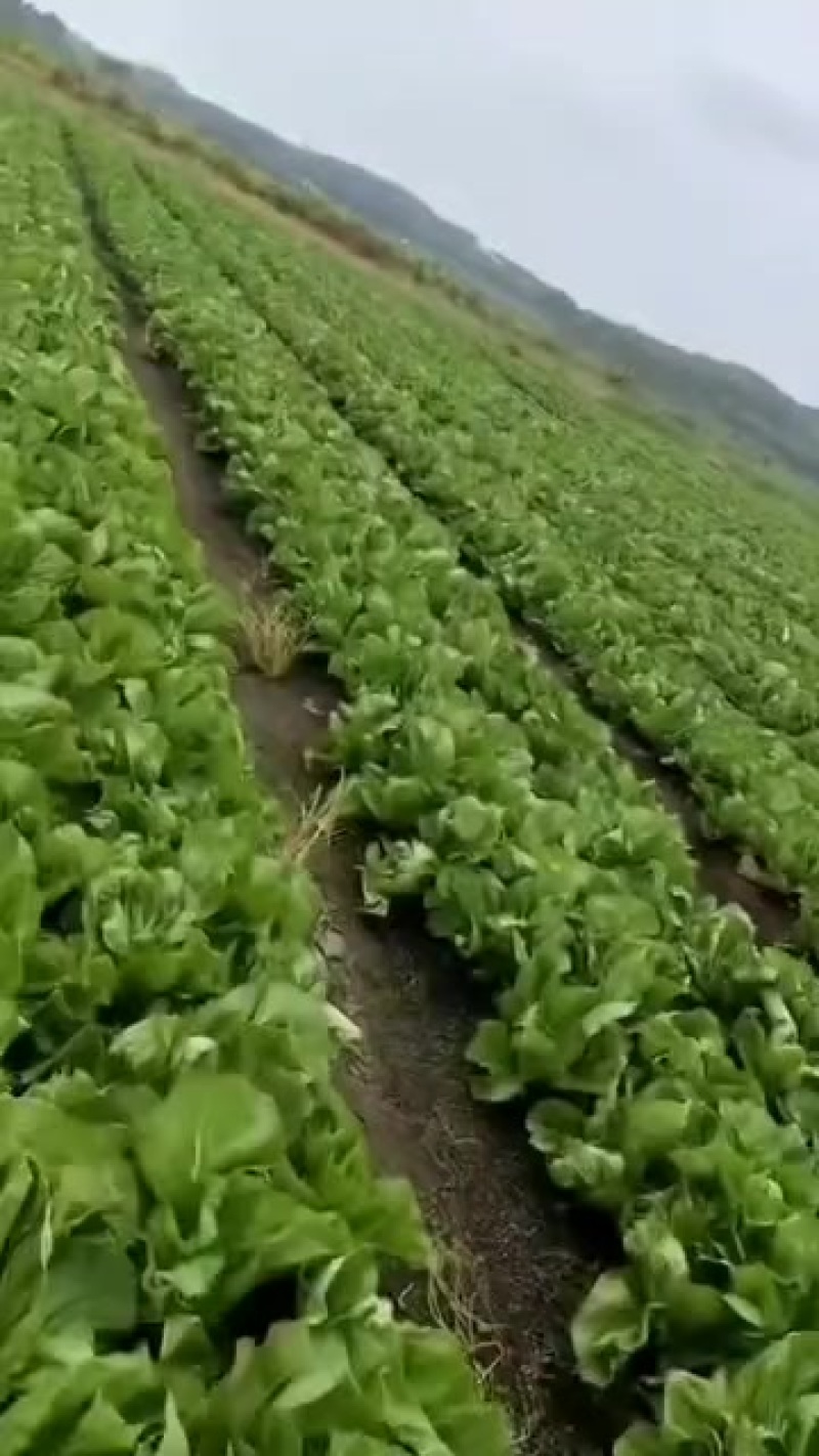 芥菜大量上市