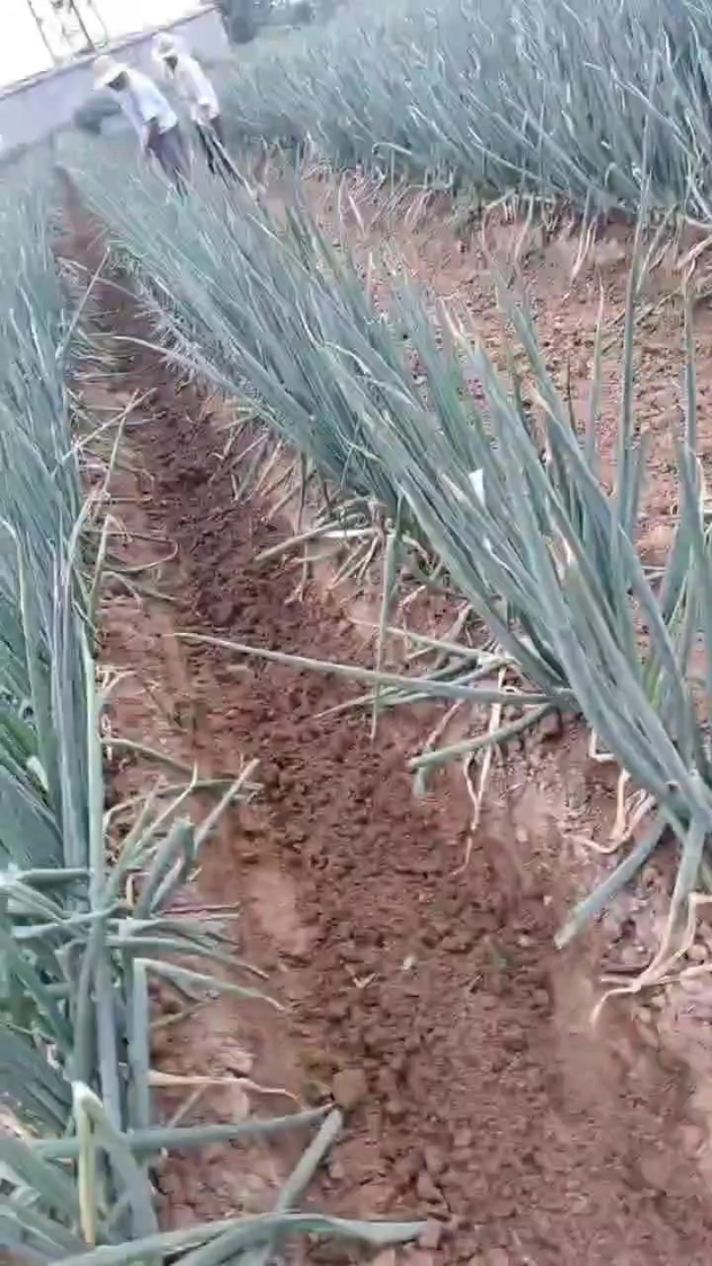 长白大葱