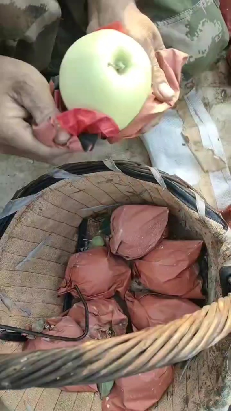 黄元帅苹果正式开摘