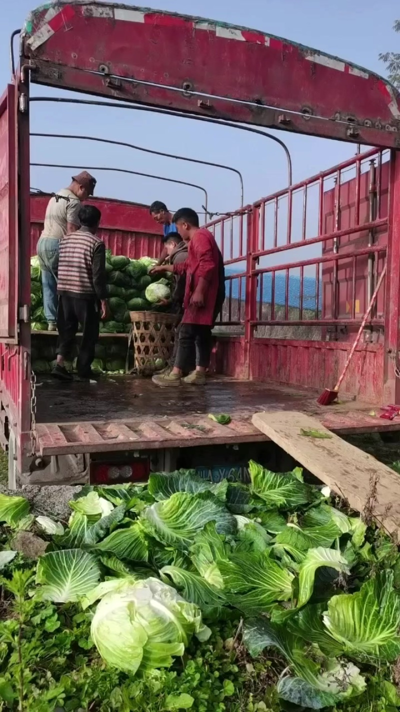 高山包菜韩将军甘蓝
