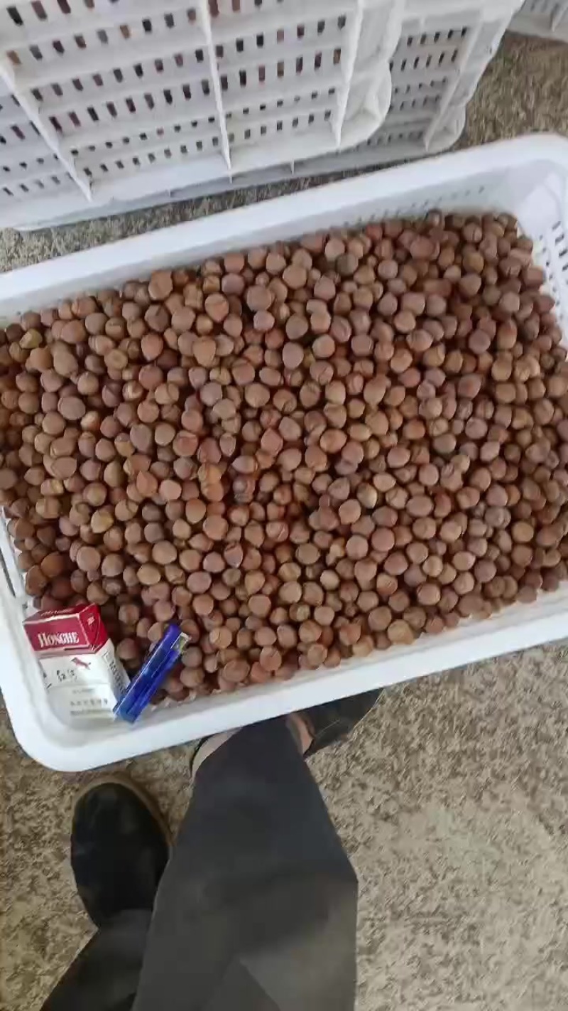 大果榛子
