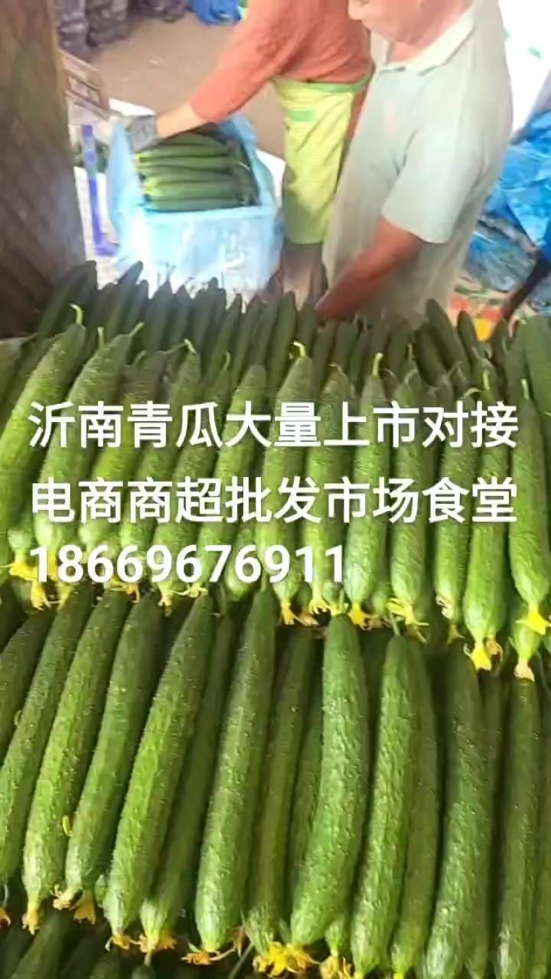 精品青瓜