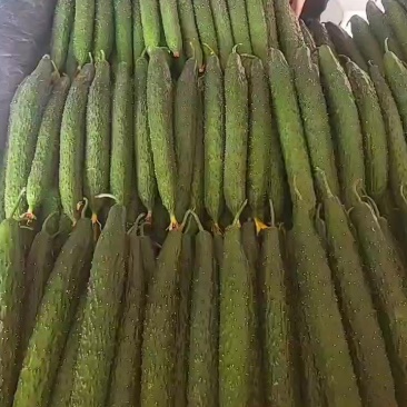 精品青瓜