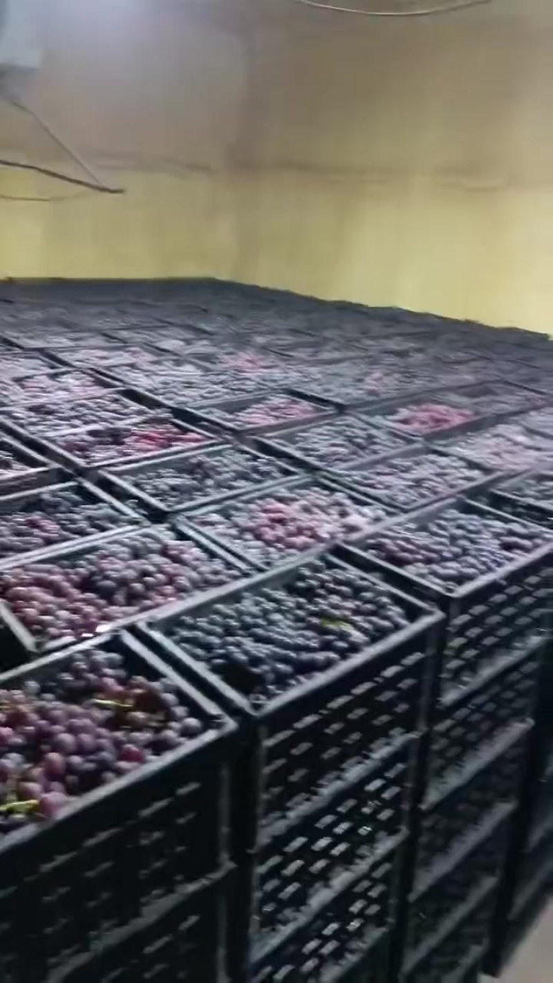 大量供应榨汁厂葡萄原料