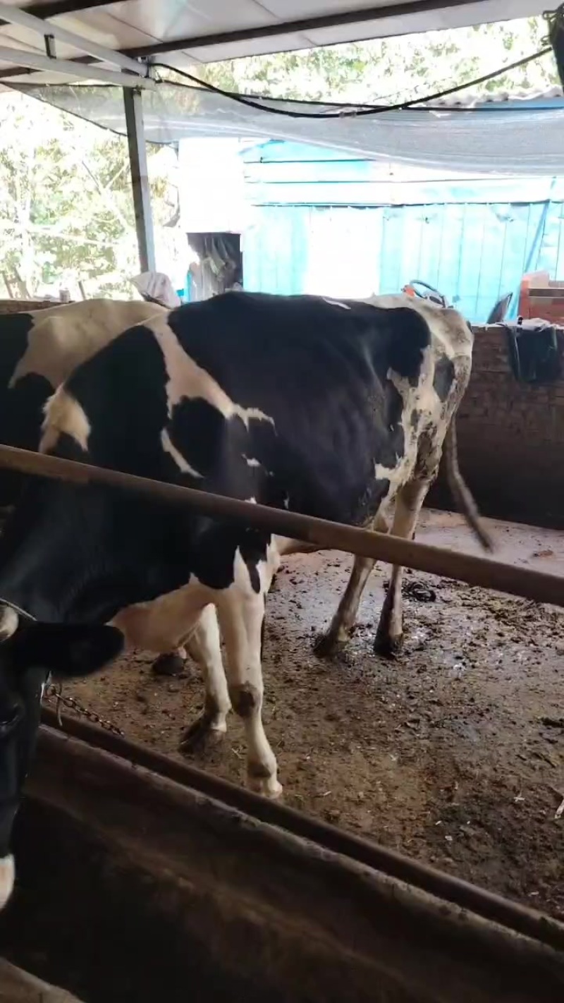 奶牛