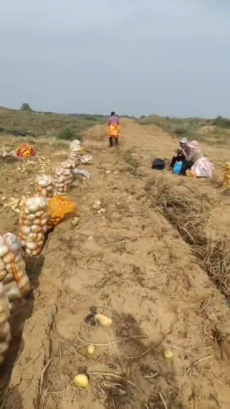沙漠地土豆