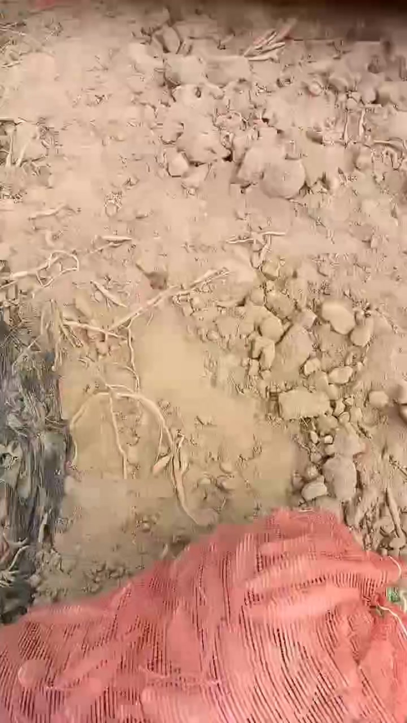 烟薯龙九西瓜红薯哈蜜红薯紫薯红瑶大量有现货，大薯小薯，有