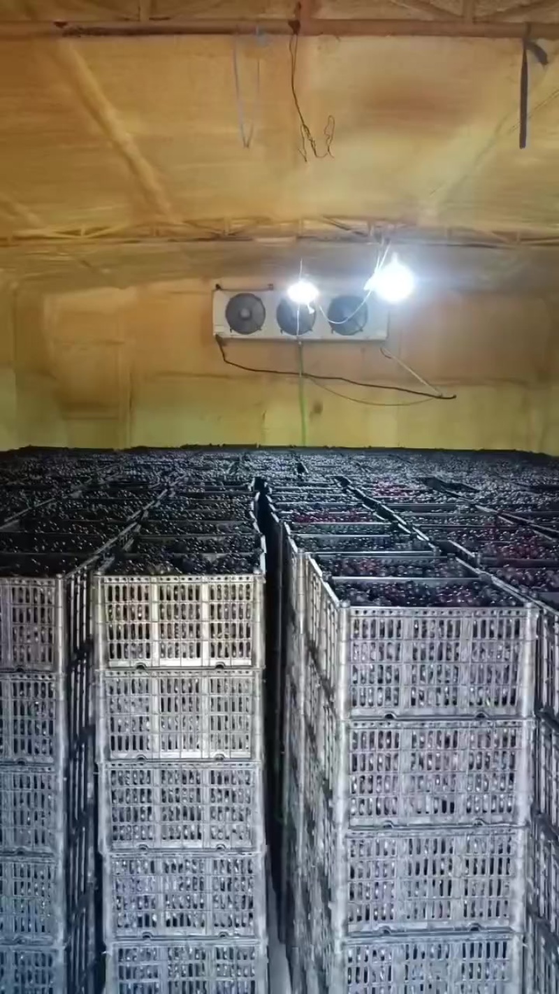 大量供应酒厂巨峰果铺奶茶榨汁