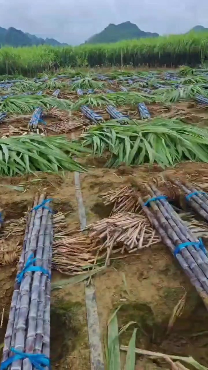 甘蔗批发
