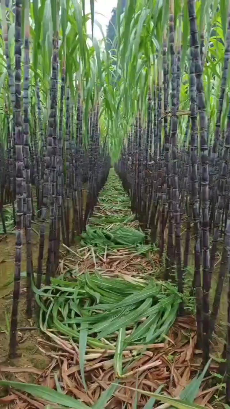 甘蔗批发