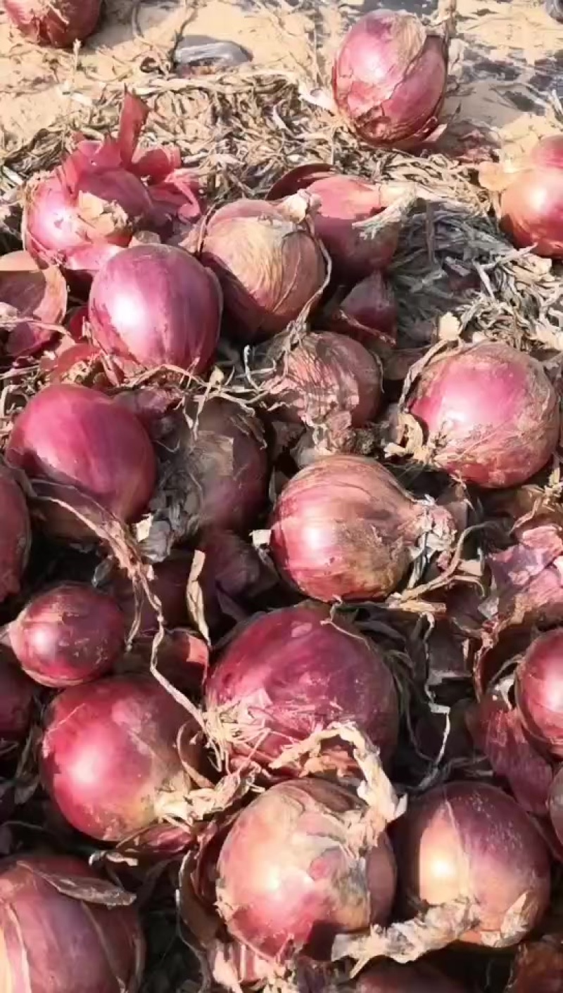 红皮洋葱