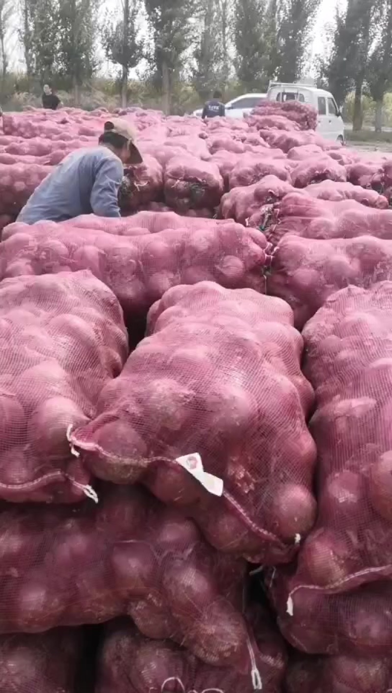 红皮洋葱