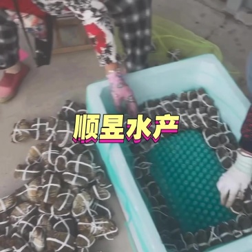 继续出单
