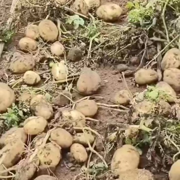 土豆大量