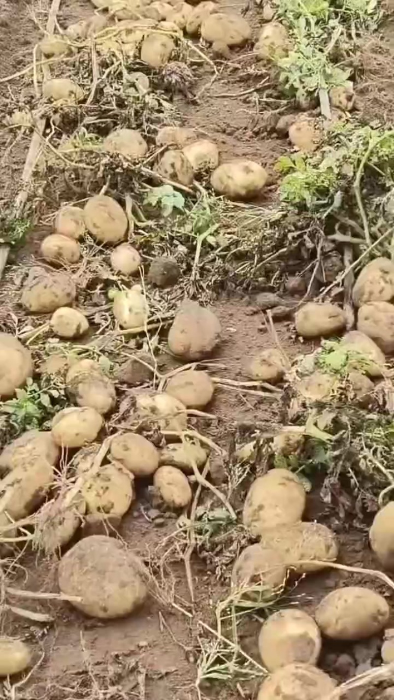 土豆大量