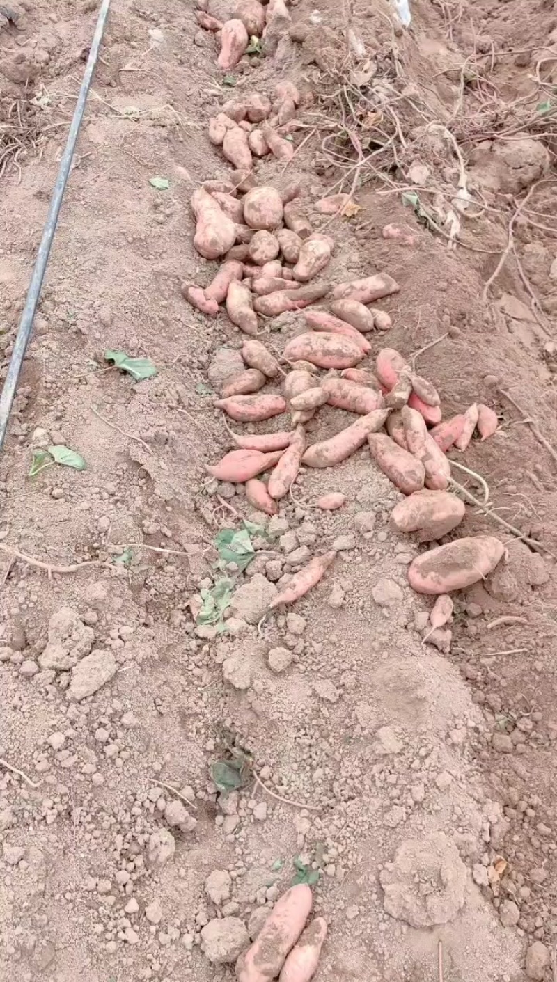 白心红薯
