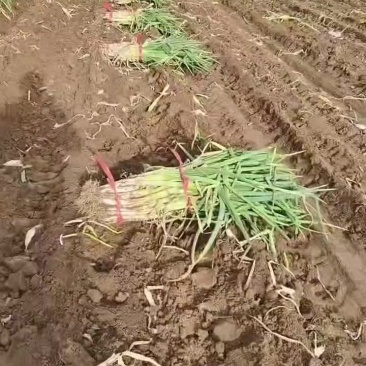 长白大葱