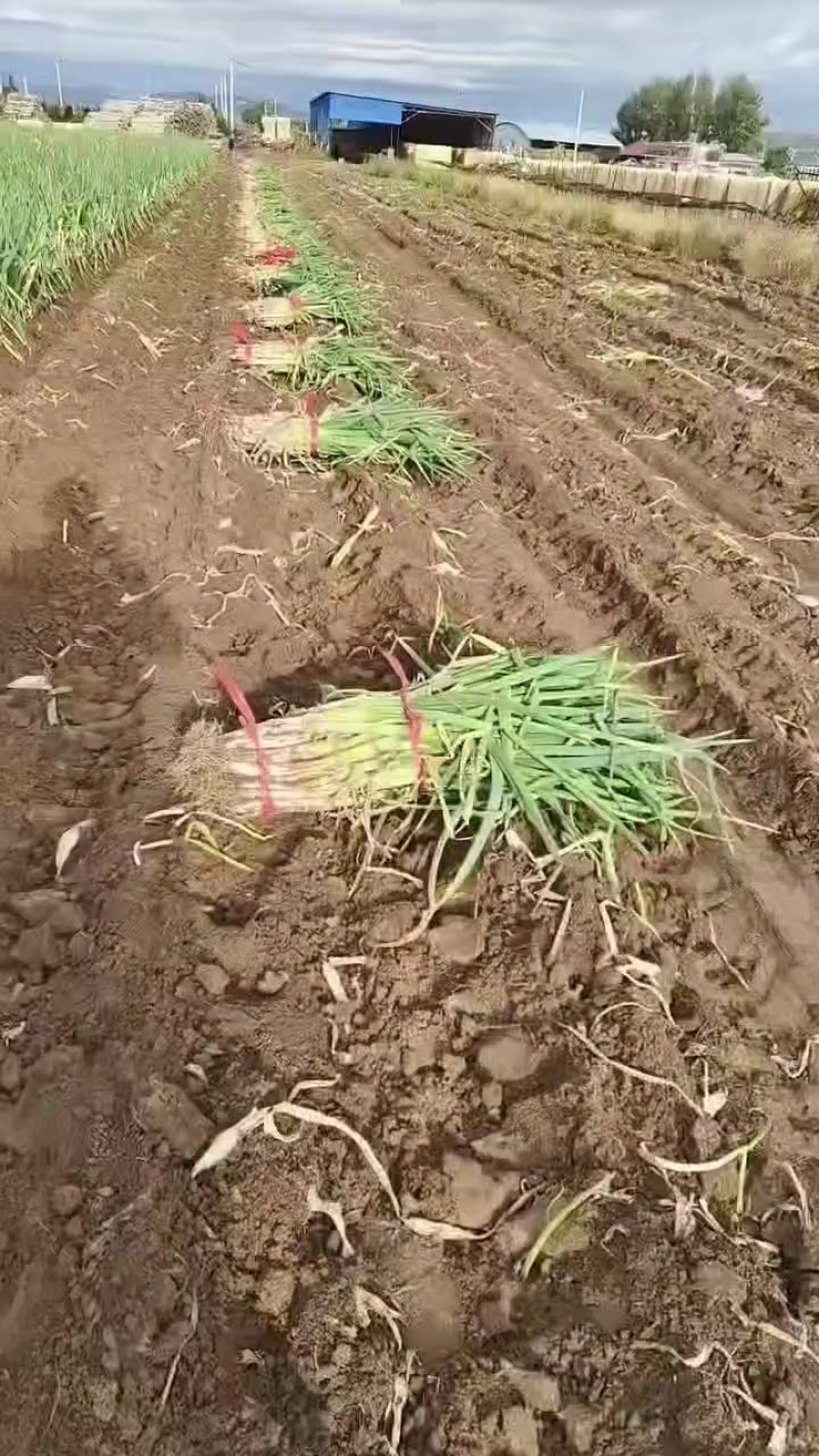 长白大葱