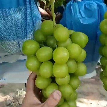 精品阳阳光玫瑰葡萄