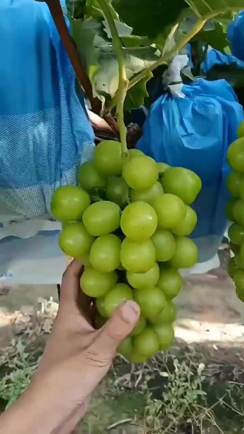 精品阳阳光玫瑰葡萄