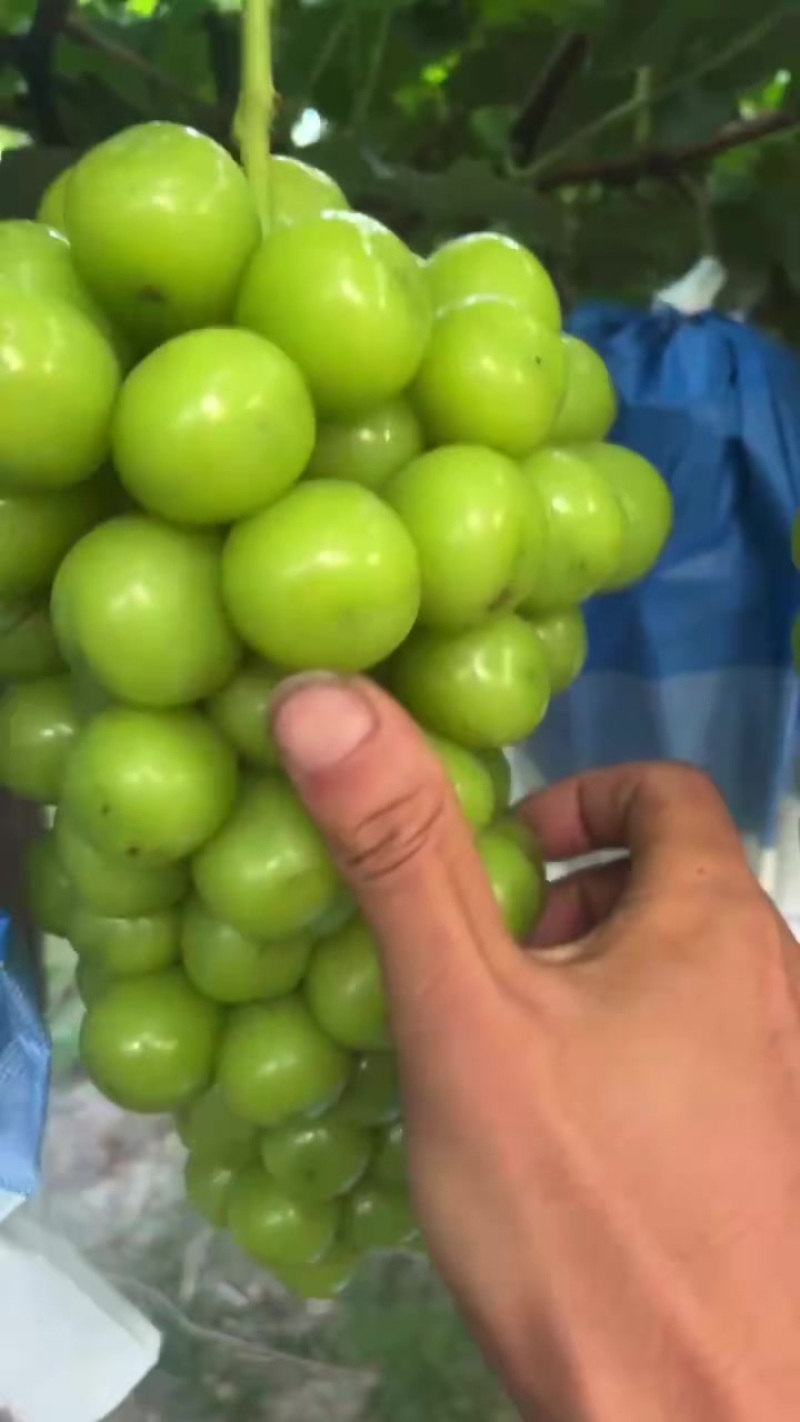 精品阳阳光玫瑰葡萄