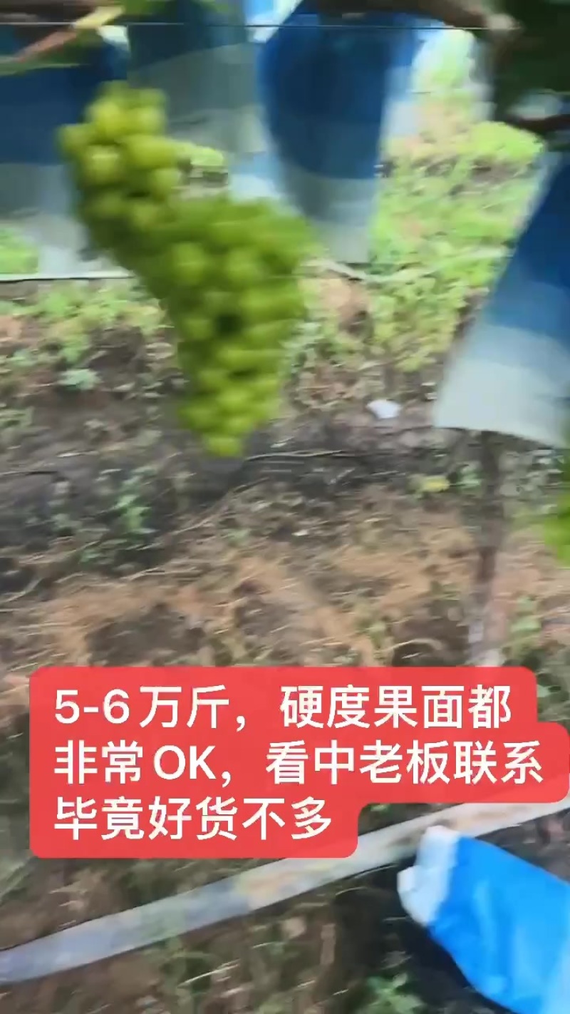 精品阳阳光玫瑰葡萄