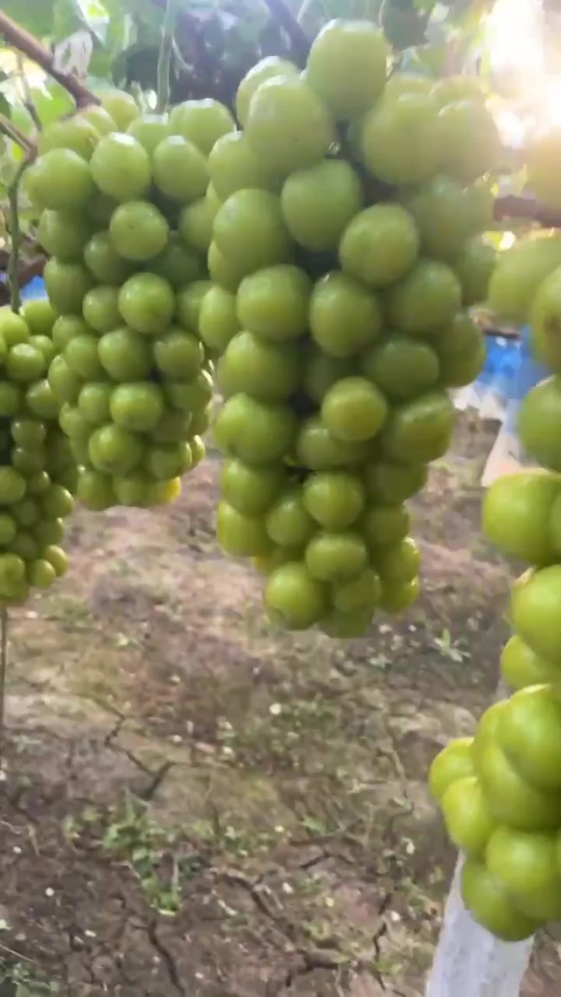 精品阳阳光玫瑰葡萄