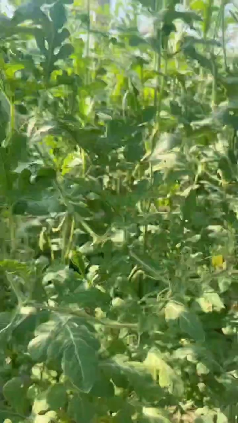 果型正，熟度高，糖度好