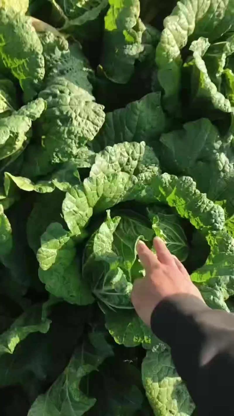 黄心大白菜