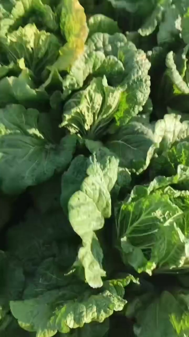 黄心大白菜