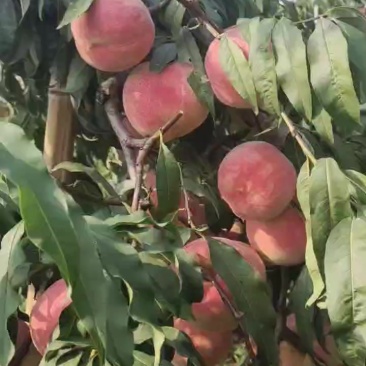 金秋红蜜