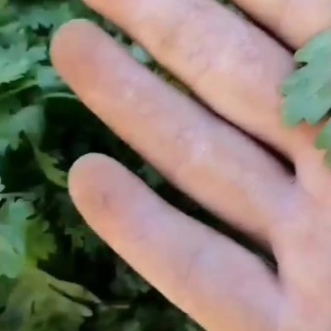 香菜