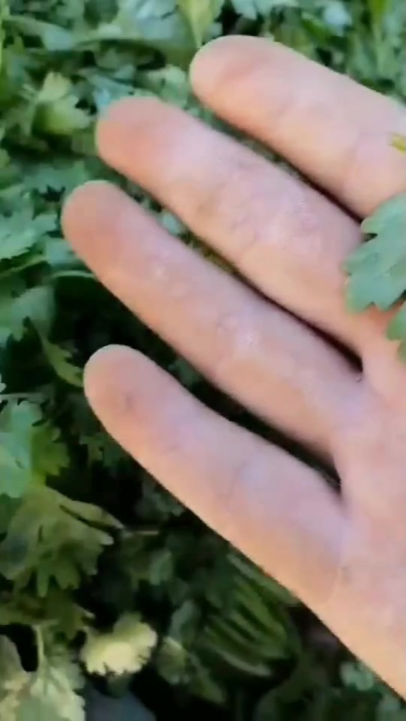 香菜
