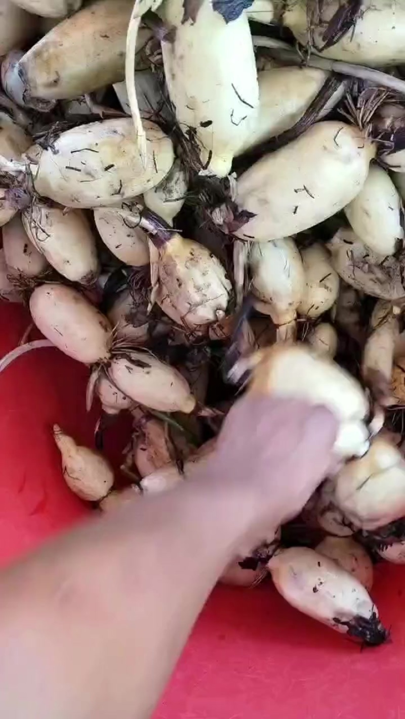 藕头