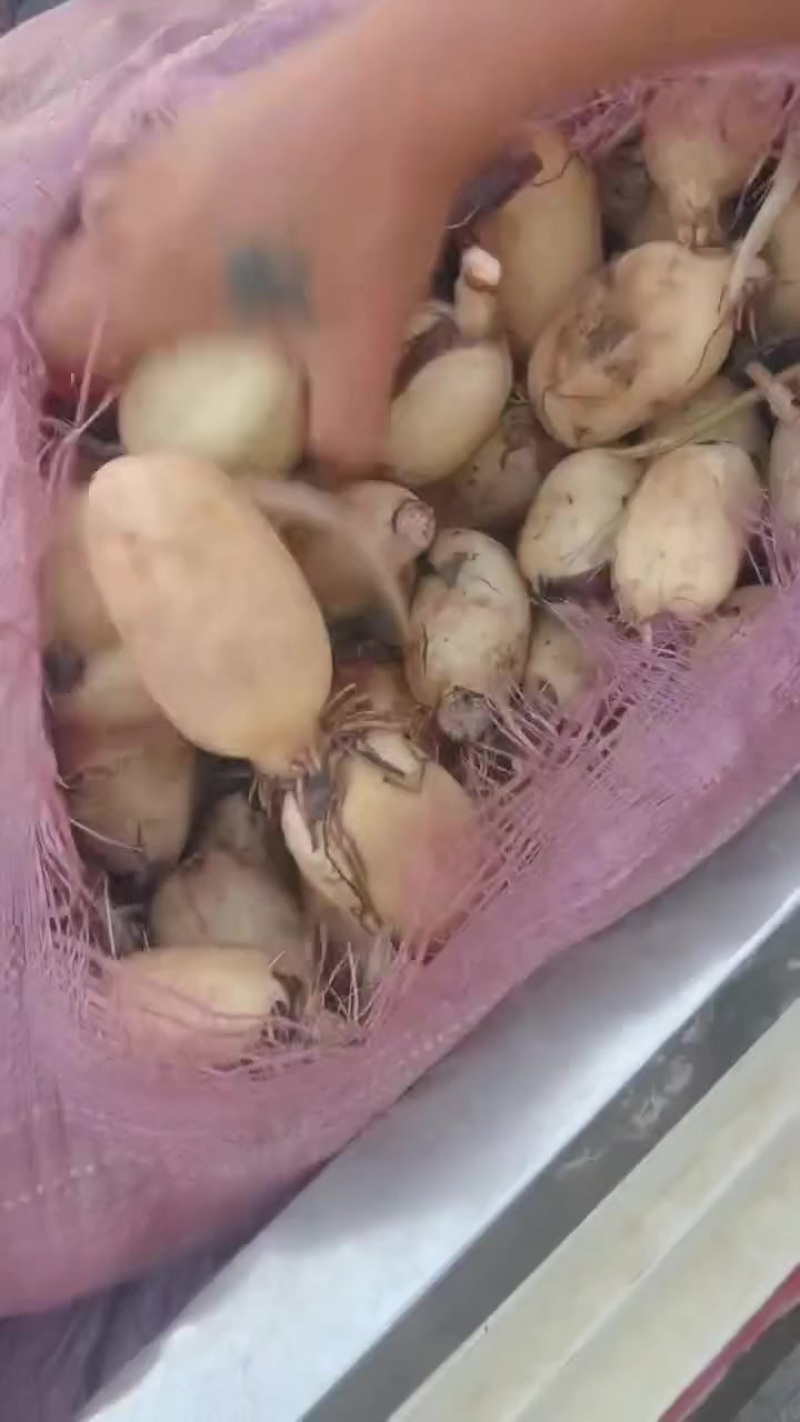 藕头