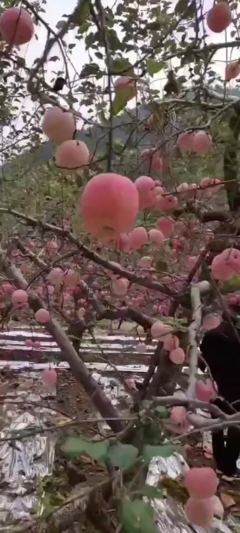 红富士苹果