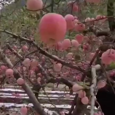 红富士苹果