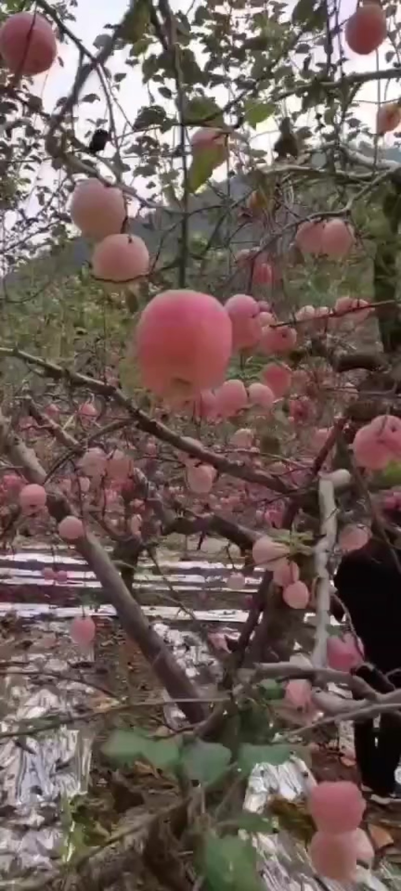 红富士苹果