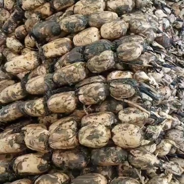 优质莲藕，货源稳定，诚信经营，价格合理，